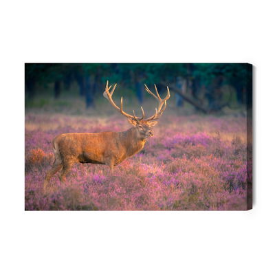 Ljuddämpande tavla - A deer in the rut