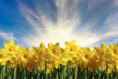 Ljuddämpande tavla - 3d daffodils field