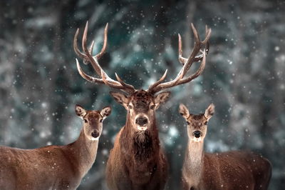 Ljuddämpande tavla - A deer and two does