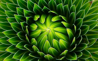 Ljuddämpande tavla - Green plant on a macro scale