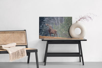 Ljuddämpande tavla - A stately deer in the forest
