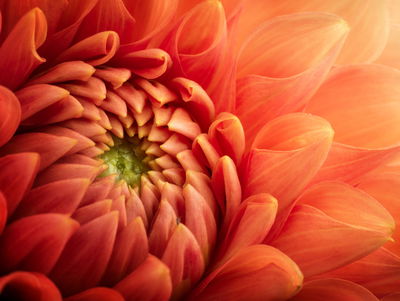 Ljuddämpande tavla - Orange chrysanthemum