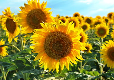 Ljuddämpande tavla - 3d sunflower field