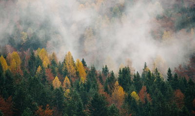 Ljuddämpande tavla - Autumn forest in the fog 3d