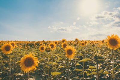 Ljuddämpande tavla - Sunflower field on a summer