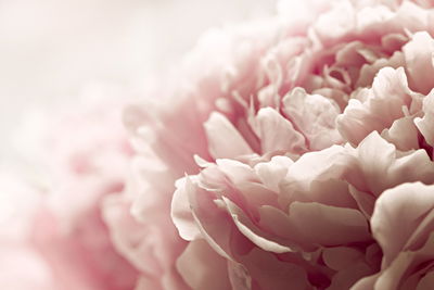 Ljuddämpande tavla - Peonies roses in pastel