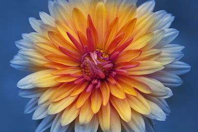 Ljuddämpande tavla - Chrysanthemum flower close