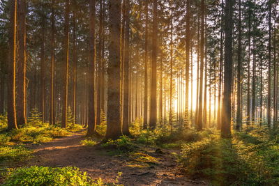 Ljuddämpande tavla - Sunset in the forest