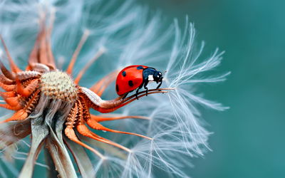 Ljuddämpande tavla - Ladybug on a dandelion