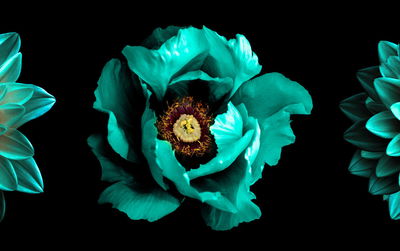 Ljuddämpande tavla - Turquoise flowers on a black