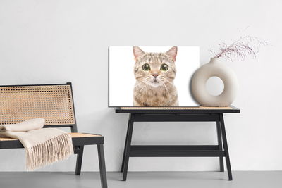 Ljuddämpande tavla - Scottish prostitute cat