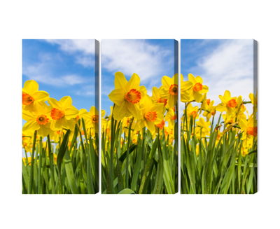 Ljuddämpande tavla - Daffodil field 3d