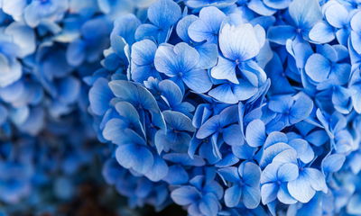 Ljuddämpande tavla - Blue hydrangea flowers close