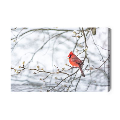 Ljuddämpande tavla - Red bird