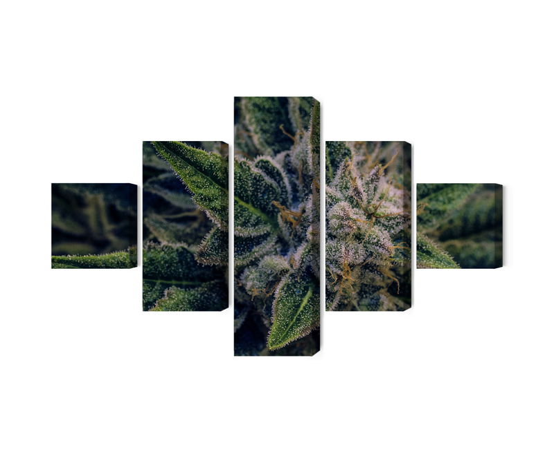 Ljuddämpande tavla - Cannabis plant close up