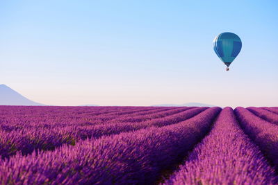 Ljuddämpande tavla - Balloon over a lavender field