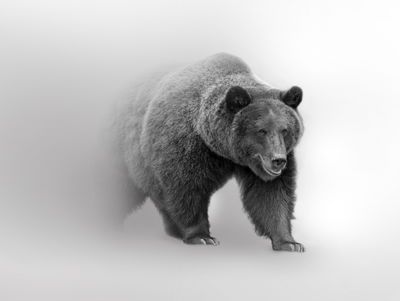 Ljuddämpande tavla - Bear in the fog 3d