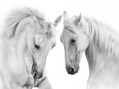 Ljuddämpande tavla - Two horses on a white