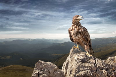 Ljuddämpande tavla - Eagle on top of the mountain