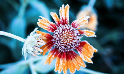 Ljuddämpande tavla - Rudbeckia flowers covered