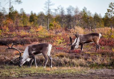 Ljuddämpande tavla - Siberian deer