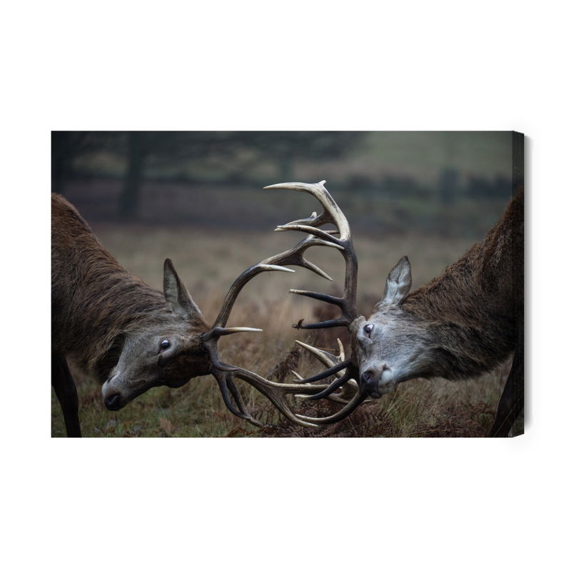 Ljuddämpande tavla - Fighting deer