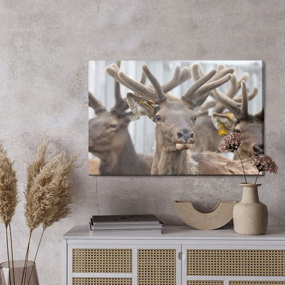 Ljuddämpande tavla - A herd of reindeer