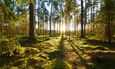 Ljuddämpande tavla - Forest landscape with sunset