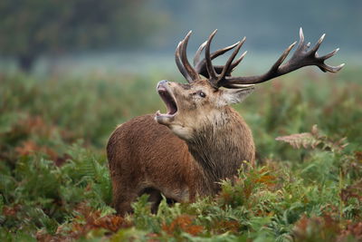Ljuddämpande tavla - Adult deer in the rut