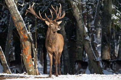 Ljuddämpande tavla - A deer among the trees