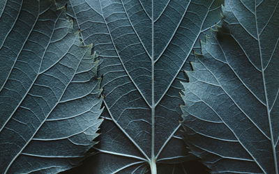 Ljuddämpande tavla - Leaves with a macro