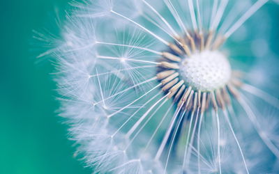 Ljuddämpande tavla - Dandelion on a macro scale