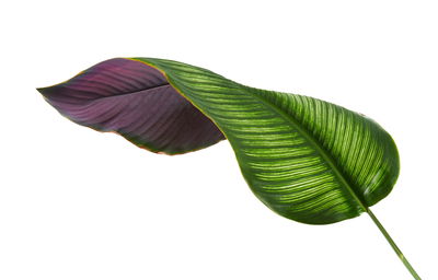 Ljuddämpande tavla - Calathea leaf