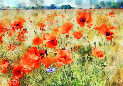 Ljuddämpande tavla - Watercolor poppies