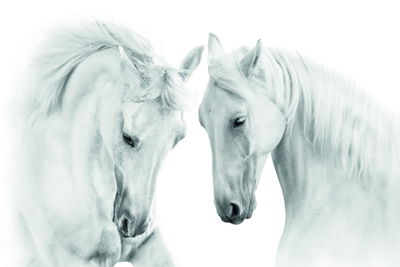 Ljuddämpande tavla - Two white horses