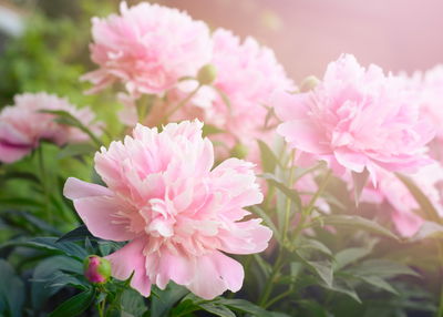 Ljuddämpande tavla - Peony in the sun