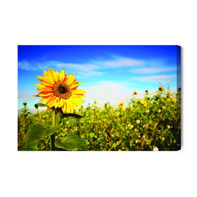 Ljuddämpande tavla - Sunflowers against the blue