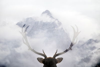 Ljuddämpande tavla - A deer looking