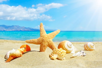 Ljuddämpande tavla - Sea beach and seashells