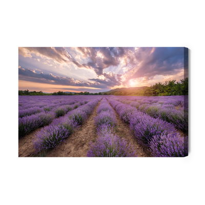 Ljuddämpande tavla - Lavender field at sunset