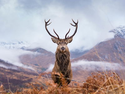 Ljuddämpande tavla - A deer on a background