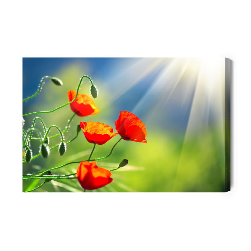 Ljuddämpande tavla - Poppies in the sunshine