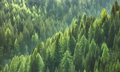 Ljuddämpande tavla - The green of the forest