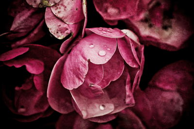 Ljuddämpande tavla - Peony flowers close up 3d