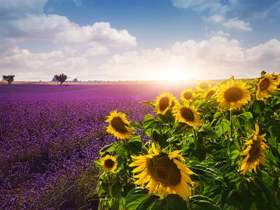 Ljuddämpande tavla - Lavender and sunflower