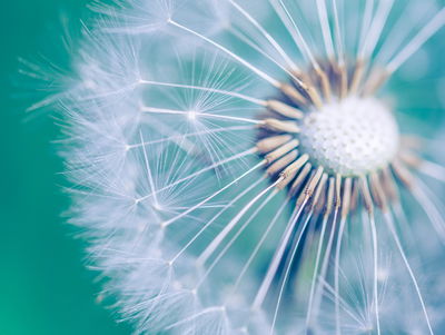 Ljuddämpande tavla - Dandelion on a macro scale