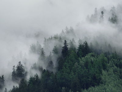 Ljuddämpande tavla - Green misty forest
