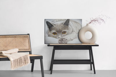 Ljuddämpande tavla - Gray cat like painted