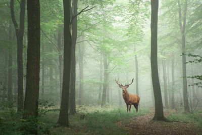 Ljuddämpande tavla - Deer in the misty forest