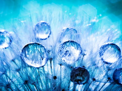 Ljuddämpande tavla - Dew drops on dandelion seeds